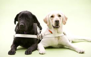 公益法人 日本盲導犬協会